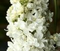 Сирень "Жанна д'Арк" / Syringa vulgaris "Jeanne d'Arc" — фото 2