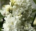 Сирень "Жанна д'Арк" / Syringa vulgaris "Jeanne d'Arc" — фото 3