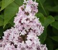 Сирень "Жемчужина" / Syringa vulgaris "Zhemchuzhina" — фото 2