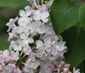 Сирень "Жемчужина" / Syringa vulgaris "Zhemchuzhina" — фото 3