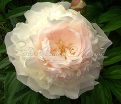 Пион травянистый Роз Мари (Rose Marie) — фото 2