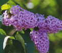 Сирень "К.А. Тимирязев" / Syringa vulgaris "K.A. Timiryazev" — фото 2