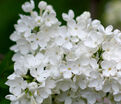 Сирень "Кандер" / Syringa vulgaris "Candeur" — фото 2