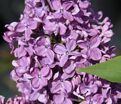 Сирень "Капитан Гастелло" / Syringa vulgaris "Capitan Gastello" — фото 2