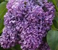 Сирень "Капитан Гастелло" / Syringa vulgaris "Capitan Gastello" — фото 3