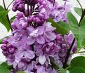 Сирень "Капитан Перро" / Syringa vulgaris "Capitaine Perrault" — фото 4