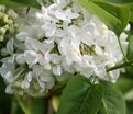 Сирень "Кенигин Луиз" / Syringa vulgaris "Königin Luise" — фото 3