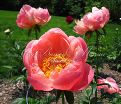 Пион травянистый Корал чарм (Coral Charme) — фото 8