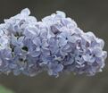 Сирень "Кэрп Диэм" / Syringa vulgaris "Carpe Diem" — фото 3