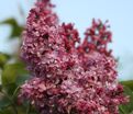 Сирень "Ла тур д'Оверн" / Syringa vulgaris "La Tour d'Auvergne" — фото 3