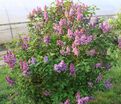 Сирень "Ла тур д'Оверн" / Syringa vulgaris "La Tour d'Auvergne" — фото 4