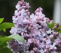 Сирень "Ле Нотр" / Syringa vulgaris "Le Notre" — фото 2