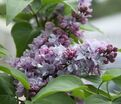 Сирень "Ле Нотр" / Syringa vulgaris "Le Notre" — фото 3