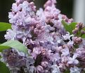 Сирень "Ле Нотр" / Syringa vulgaris "Le Notre" — фото 4