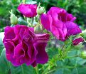 Роза Violette Parfume (Вайолет Парфюм) — фото 2