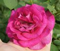 Роза Violette Parfume (Вайолет Парфюм) — фото 4