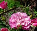 Роза Violette Parfume (Вайолет Парфюм) — фото 7