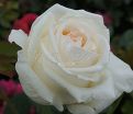 Роза White Christmas (Уайт Кристмас) — фото 3