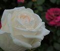 Роза White Christmas (Уайт Кристмас) — фото 4