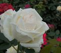 Роза White Christmas (Уайт Кристмас) — фото 10