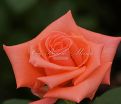 Роза Harmonie (Гармони) — фото 9