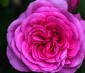 Роза Gertrude Jekyll (Гертруда Джекил) — фото 10
