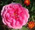 Роза Gertrude Jekyll (Гертруда Джекил) — фото 5