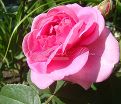 Роза Gertrude Jekyll (Гертруда Джекил) — фото 6