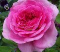 Роза Gertrude Jekyll (Гертруда Джекил) — фото 9