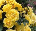 Роза Golden Showers (Голден Шауэрс) — фото 4
