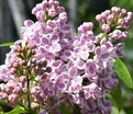 Сирень "Лила Вандер" / Syringa vulgaris "Lila Wonder" — фото 2