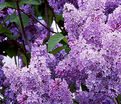 Сирень "Луи ван Хут" / Syringa vulgaris "Louis van Houtte" — фото 2