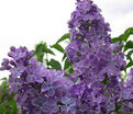 Сирень "Марта Стюарт" / Syringa vulgaris "Martha Stewart" — фото 2