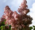 Сирень "Мулатка" / Syringa vulgaris "Mulatka" — фото 2