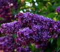 Сирень "Огни Донбасса" / Syringa vulgaris "Ogni Donbassa" — фото 2