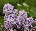 Сирень "Оливье де Серрес" / Syringa vulgaris "Olivier de Serres" — фото 3