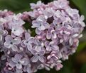 Сирень "Оливье де Серрес" / Syringa vulgaris "Olivier de Serres" — фото 4