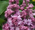 Сирень "Память о Вехове" / Syringa vulgaris "Pamyat o Vekhove" — фото 3