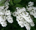 Сирень "Память о Колесникове" / Syringa vulgaris "Pamyat' o Kolesnikove" — фото 2