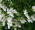 Сирень "Память о Колесникове" / Syringa vulgaris "Pamyat' o Kolesnikove" — фото 3