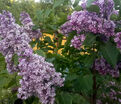 Сирень "Память о С. М. Кирове" / Syringa vulgaris "Pamyat o S. M. Kirove" — фото 2