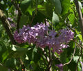 Сирень "Пирлесс пинк" / Syringa vulgaris "Peerless Pink" — фото 2