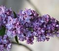 Сирень "Поль Хариот" / Syringa vulgaris "Paul Hariot" — фото 2