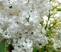 Сирень "Принцеcс Беатрикс" / Syringa vulgaris "Prinses Beatrix" — фото 2