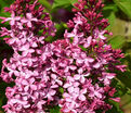 Сирень "Принцес Стурдза" / Syringa vulgaris "Princesse Sturdza" — фото 2