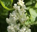 Сирень "Принцесс Клементина" / Syringa vulgaris "Princesse Clementine" — фото 2