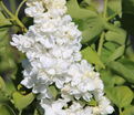 Сирень "Принцесс Клементина" / Syringa vulgaris "Princesse Clementine" — фото 3