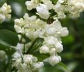 Сирень "Принцесс Клементина" / Syringa vulgaris "Princesse Clementine" — фото 4