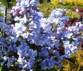 Сирень "Профессор Гуссер" / Syringa vulgaris "Professor Hoser" — фото 2