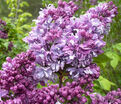 Сирень "Розовая Пирамида" / Syringa vulgaris "Rozovaya Piramida" — фото 2